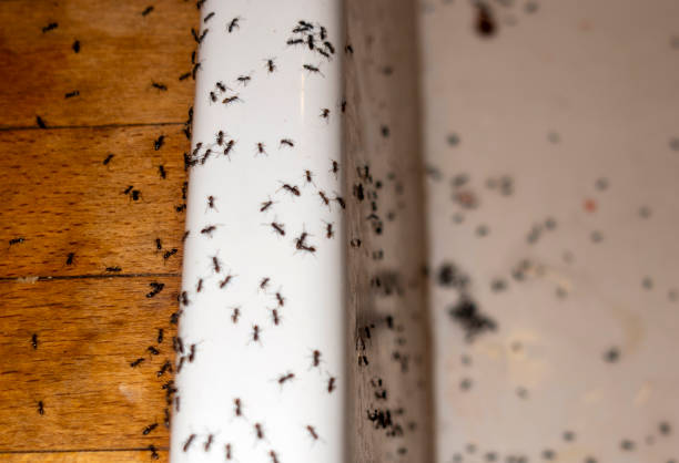Professional Pest Control in Woodmere, LA