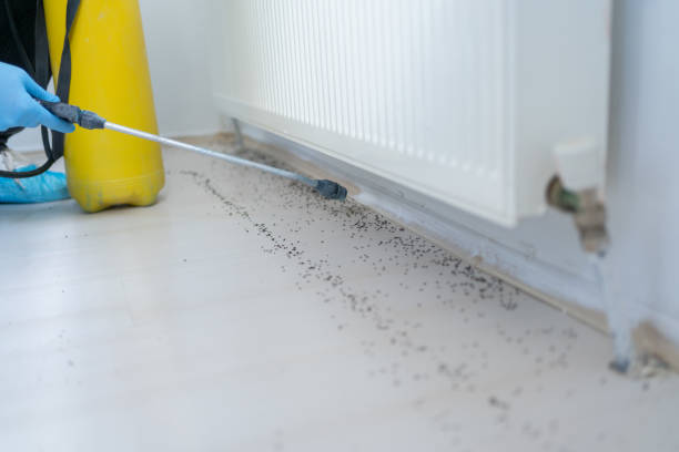 Best Spider Control Near Me  in Woodmere, LA